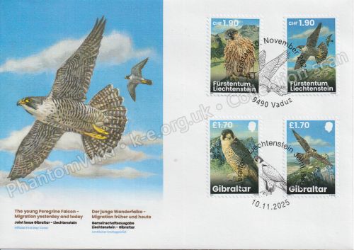 Young Peregrine Falcons – Migration now and then